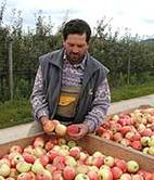 Neue Äpfel vom Bodensee