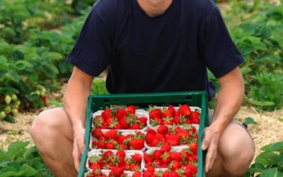Erdbeeren vom Fuchshof